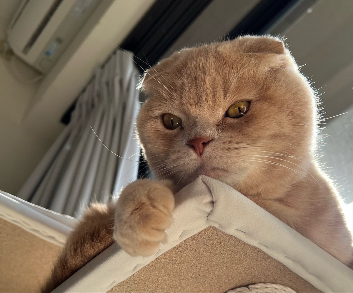 まる🐈 tweet media