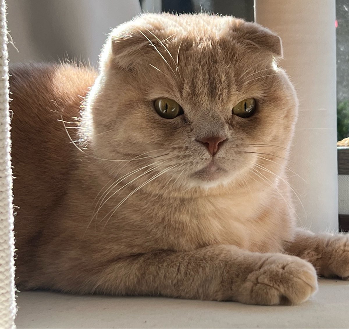 まる🐈 tweet media