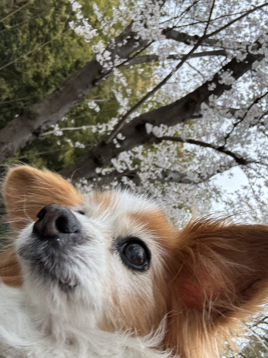 namerou_sake's tweet photo. イッヌ、イッヌ長生きしろ
今年で18歳
1億光年生きような🤝
 #愛犬の日 https://t.co/DQcTOOhn7L