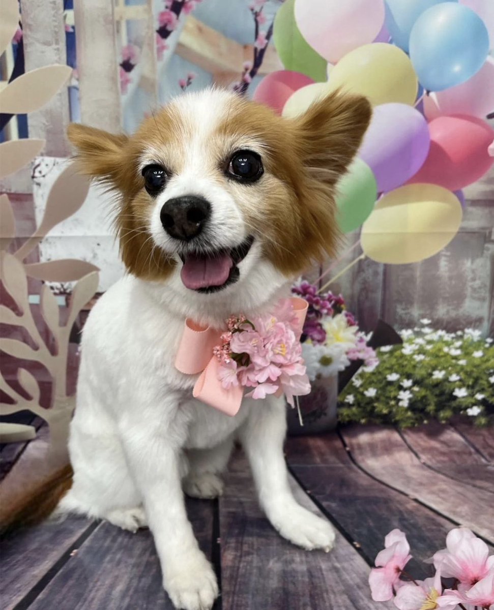 namerou_sake's tweet photo. イッヌ、イッヌ長生きしろ
今年で18歳
1億光年生きような🤝
 #愛犬の日 https://t.co/DQcTOOhn7L