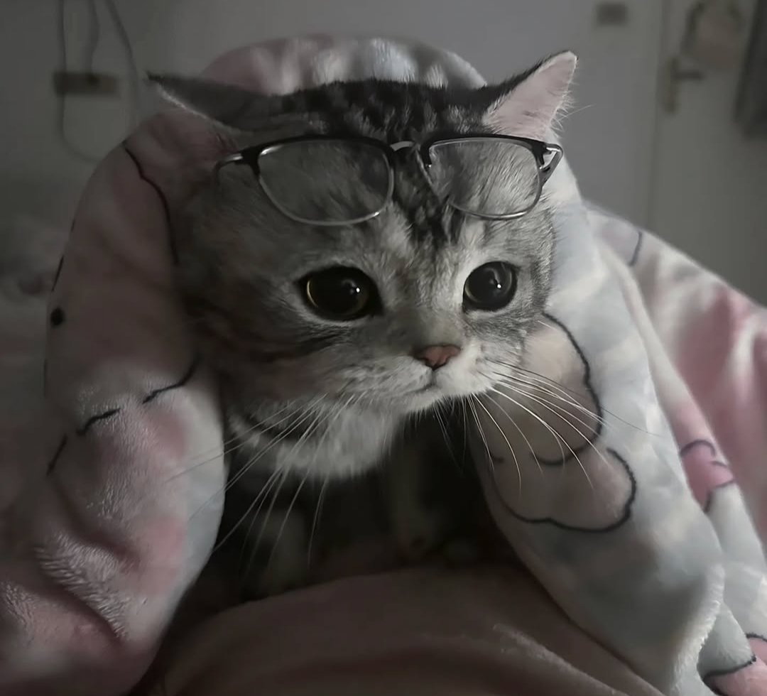 CuteLittleCats🐱 tweet media