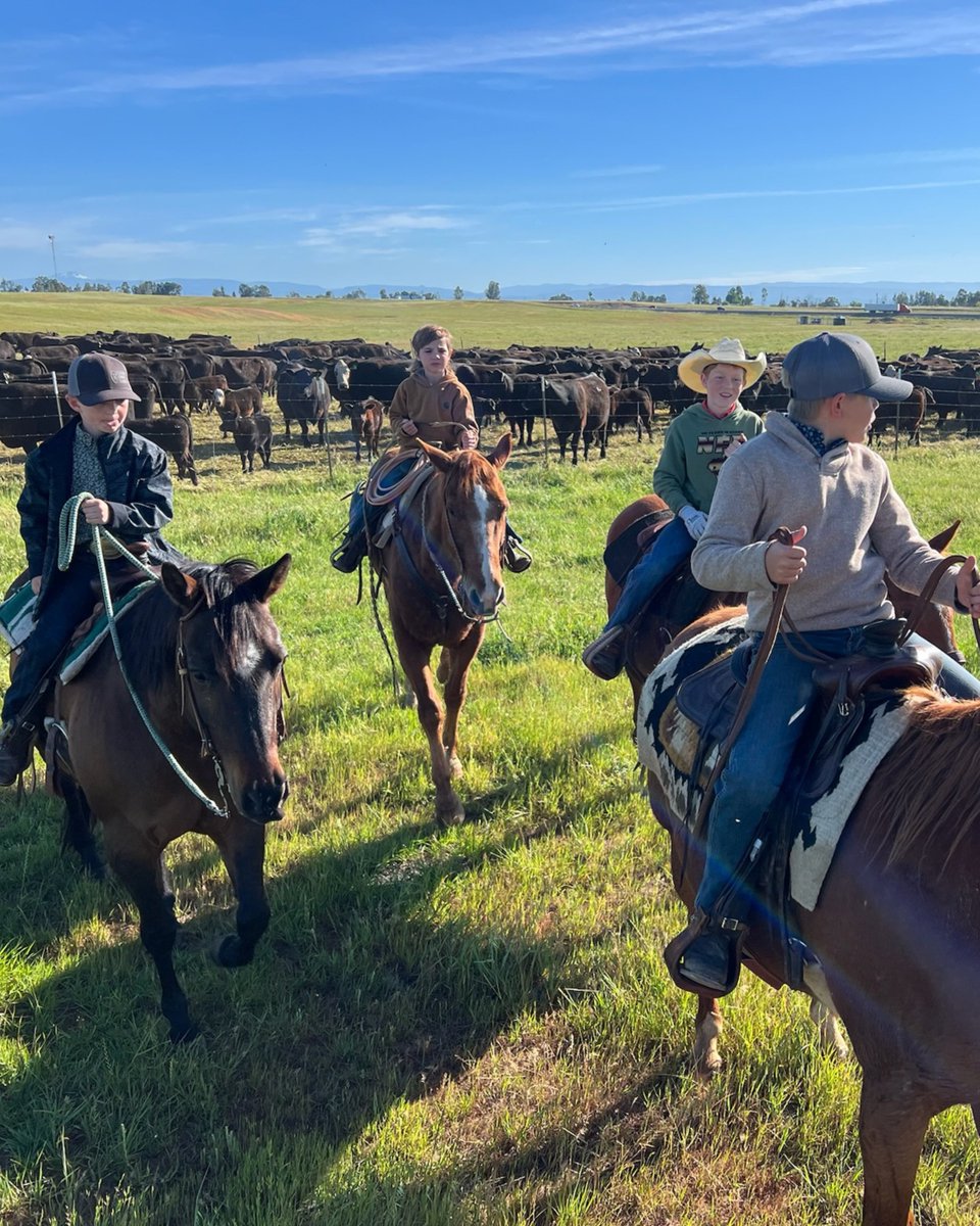 txbargrassfed's tweet photo. The hands that'll be running this ranch in 20 years 🤠
We don't talk about "heritage" because it sounds good. We talk about it because it's the weekend and the kids are out moving cattle.
Real ranching. Real beef. Real people you can name. https://t.co/jNhdlg45gV