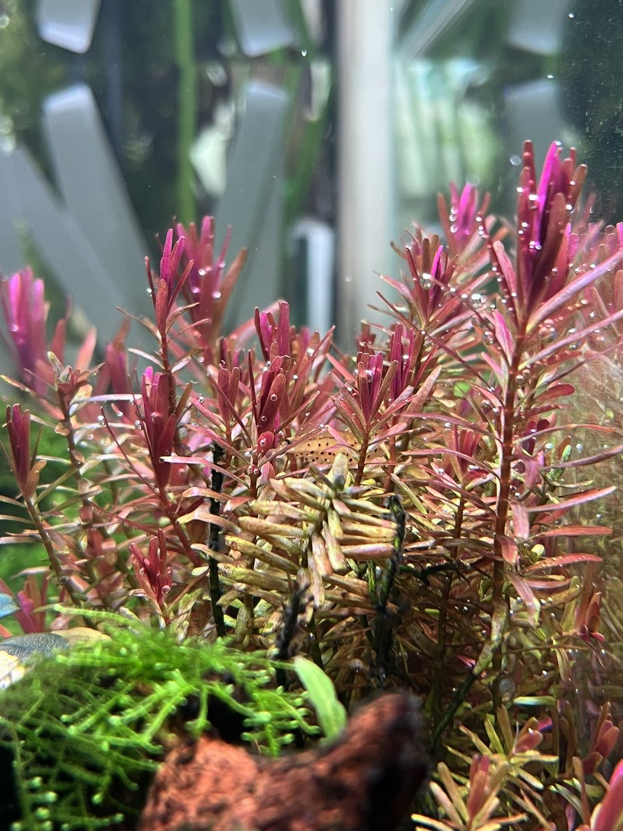AquariumTime tweet media