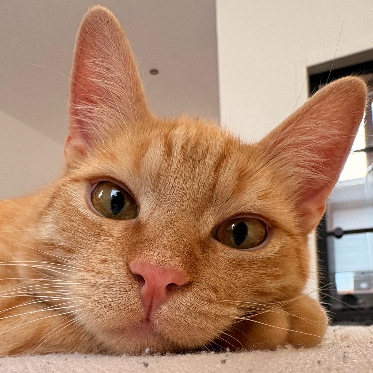 ryn (& apple) ‧₊ 🍒 ᵎᵎ tweet media