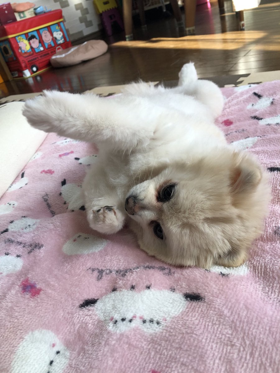 ハル🍙五稜郭祭行くぞー🐱 tweet media
