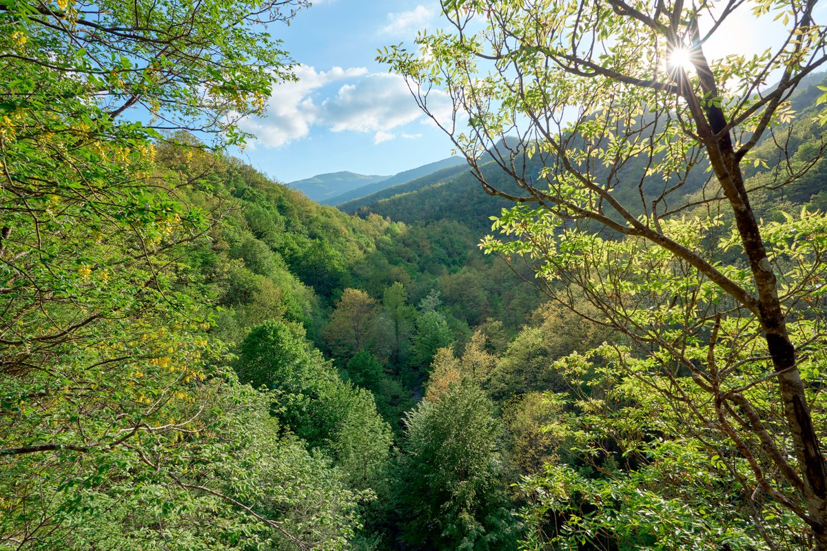 RegioneER's tweet photo. #Forestazione. Gestione di #boschi e #foreste per favorire stoccaggio di carbonio, biodiversità e paesaggio: al via un #bando regionale con 300mila euro di risorse e contributi fino all’80% per ogni progetto. La #notizia👉https://t.co/EaCV1P2MEG https://t.co/WCcVEc3O1q