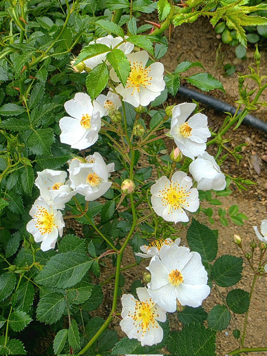 sukoya979's tweet photo. The Multiflora Rose: A wild ancestor of modern roses."
​"Multiflora Rose, the original wild species behind today's roses.💚✨️🌹#WildRose #MultifloraRose  #roses #flower https://t.co/mfHmLtIGRa