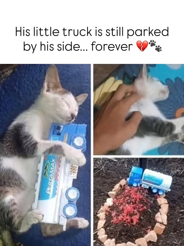 The Pets 𝕏 tweet media