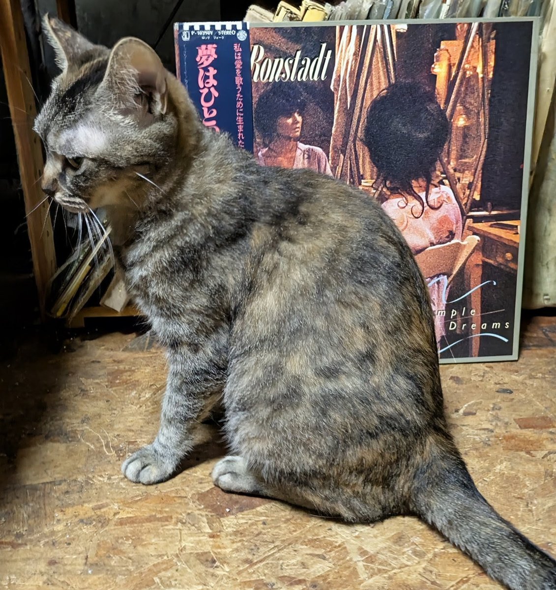 popncat tweet media