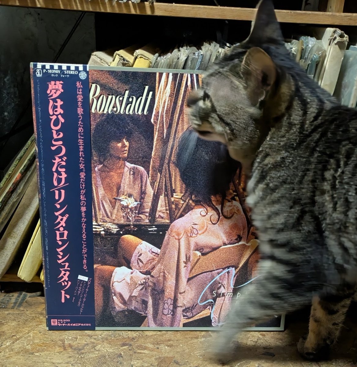 popncat tweet media