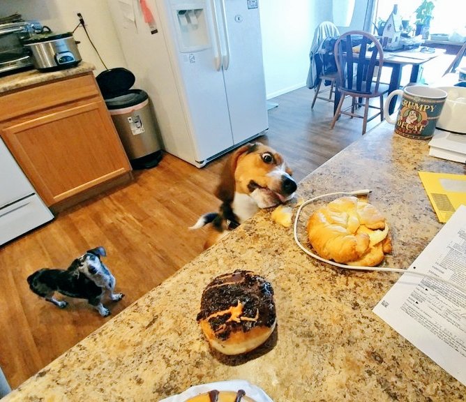 wonderbeaglemurphy tweet media