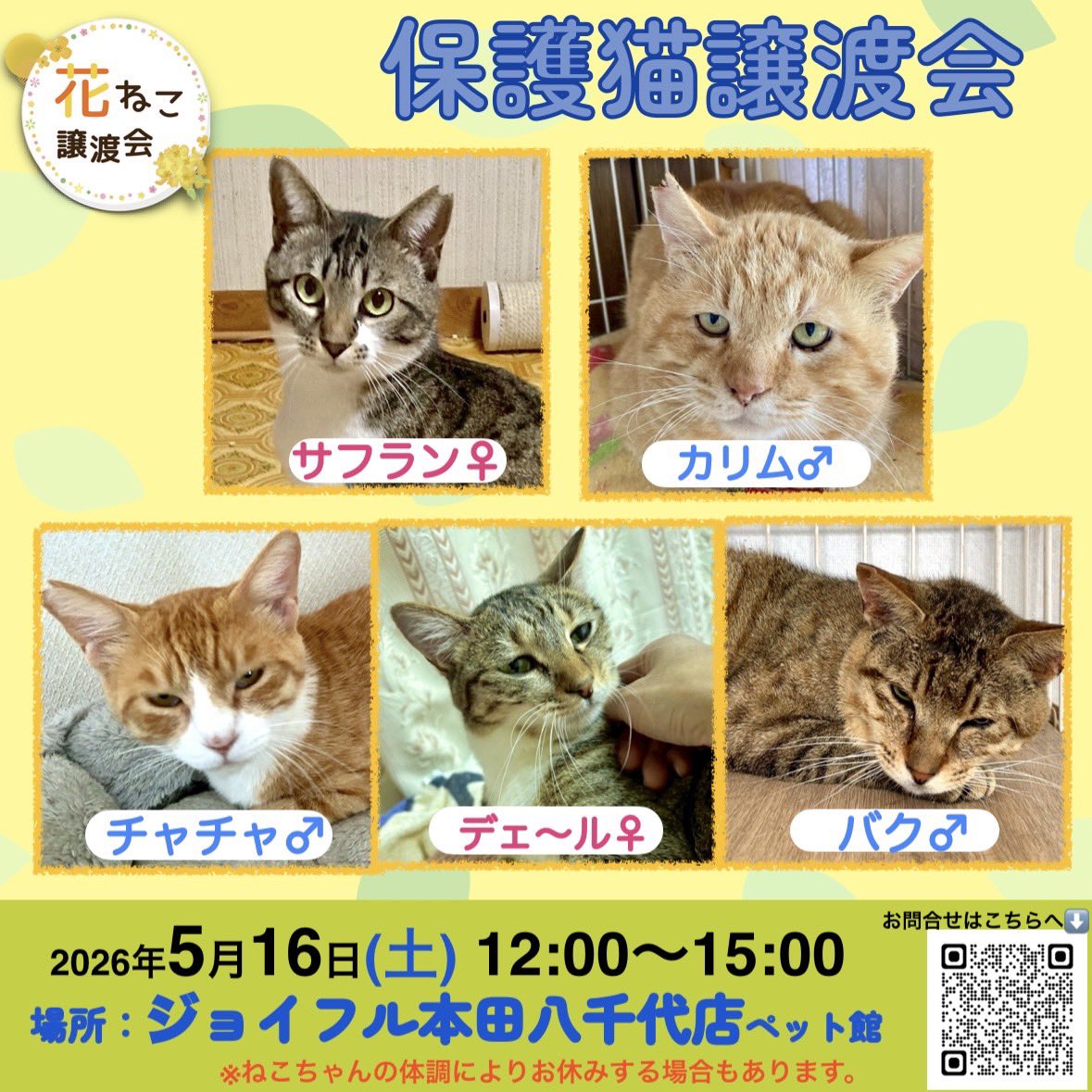 花ねこ千葉　公式アカウント tweet media