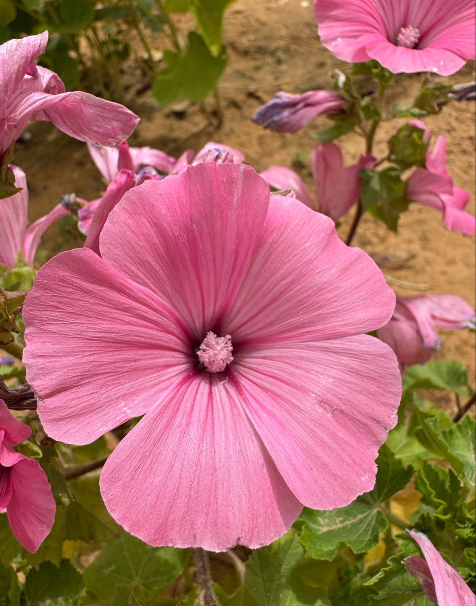 jnnan_sa's tweet photo. لافاتيرا
Lavatera trimestris
نبات حولي له أوراق قلبية، يتميز بكثافة تزهيره وحجم أزهاره الكبيرة. https://t.co/F7PpzJ8FIE