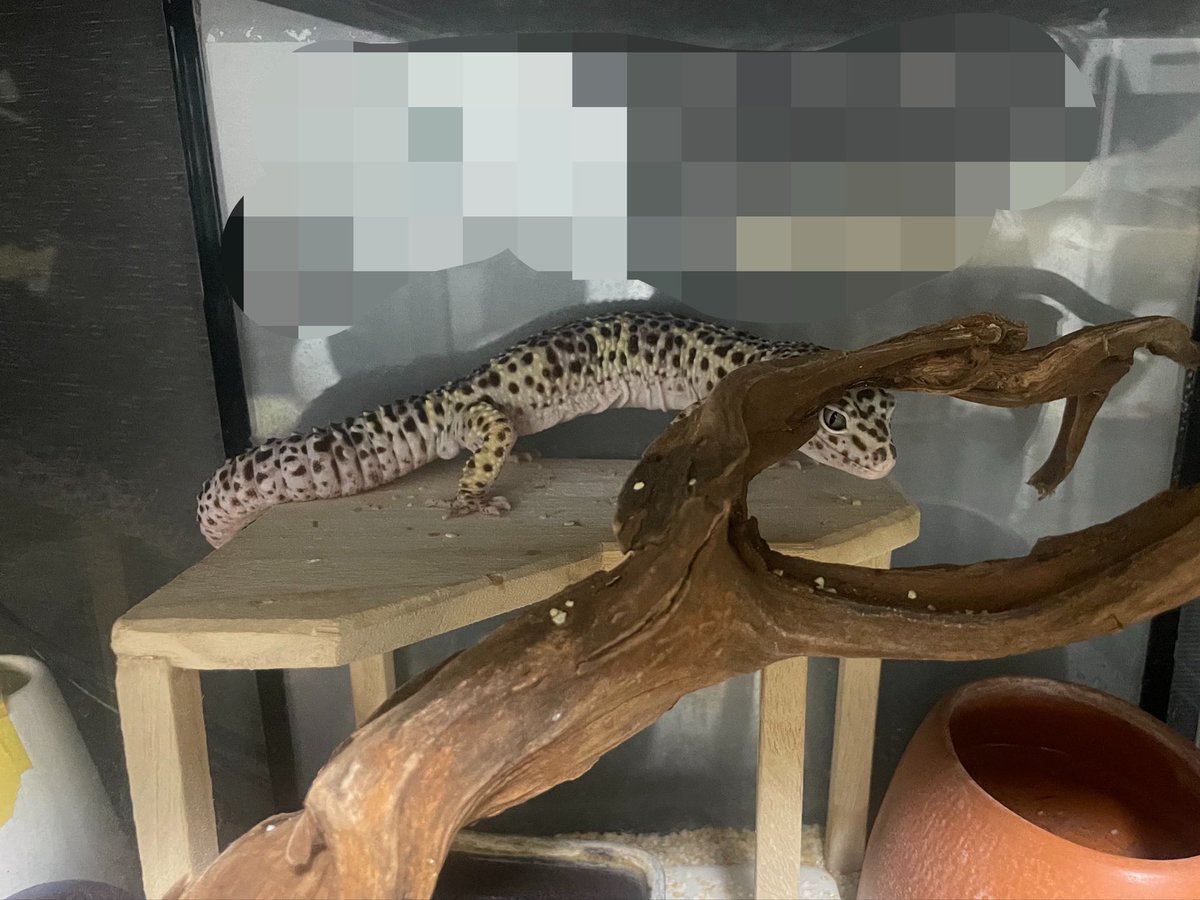 アマ🦎 tweet media