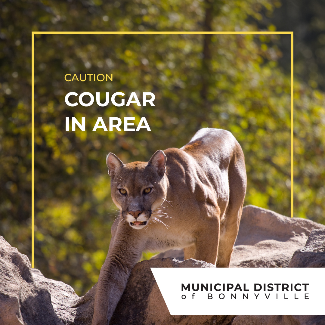MDBville's tweet photo. MEDIA RELEASE
Residents and visitors asked to use caution after cougar sighting in Moose Lake area

May 13, 2026 – The Municipal District of Bonnyville is asking residents and visitors to remain aware and take precautions following a reported cougar sighting in the Moose Lake area.

There is no indication of immediate threat to the general public. Cougar sightings are unc​ommon, but do occur in rural and wooded areas throughout Alberta. People are encouraged to remain calm, stay alert, and take practical steps to reduce the risk of wildlife encounters.

“Our message is simple — be aware, do not panic, and report concerns through the proper channels,” said Luis Gandolfi, Director of Protective Services. “We understand these reports can cause concern, especially for families living near lakes and wooded areas. Please remember large predators live in the countryside, and for the most part, they go unnoticed as they don’t like the company of humans. That said, there are some steps you can take to protect yourself, your children, and your pets.”

Residents and visitors in rural areas where sightings have occurred are encouraged to follow these safety tips:
- Keep children close and within sight, especially near tree lines, trails, and wooded areas.
- Keep pets on a leash and do not leave pet food outdoors.
- Avoid walking alone at dawn, dusk, or at night when wildlife is often more active. Carry animal repellant spray when walking in a rural setting.
- Make noise when walking in wooded or low-visibility areas.
- Do not approach a cougar or other wildlife.
- Never feed wildlife.
- Remove attractants from your property, including unsecured garbage, outdoor pet food, and anything that may attract deer or smaller animals.
If you encounter an aggressive cougar:
- Stay calm and do not run.
- Keep the animal in sight and do not turn your back to it.
- Make yourself appear large by standing tall and raising your arms.
- Back away slowly and give the animal space to leave.
- Pick up small children immediately.
- If the cougar behaves aggressively, make noise, maintain eye contact, and be prepared to defend yourself.
Call 911 immediately if a cougar is posing an immediate threat to public safety, is behaving aggressively, or refuses to leave an area where people are present. To report a cougar sighting that is not an emergency, call Alberta Fish and Wildlife at 1-800-642-3800 or local authorities for guidance.

The M.D. is monitoring the situation and will continue to work with the appropriate wildlife and public safety partners as needed. Residents are asked to avoid spreading unconfirmed information on social media and to rely on official updates for accurate information.

The safety of residents and visitors remains our priority. By staying aware and following basic wildlife safety practices, the community can help reduce risk while allowing wildlife officers to assess and respond appropriately.
