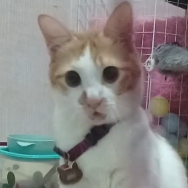 echaiueo 🙀 tweet media