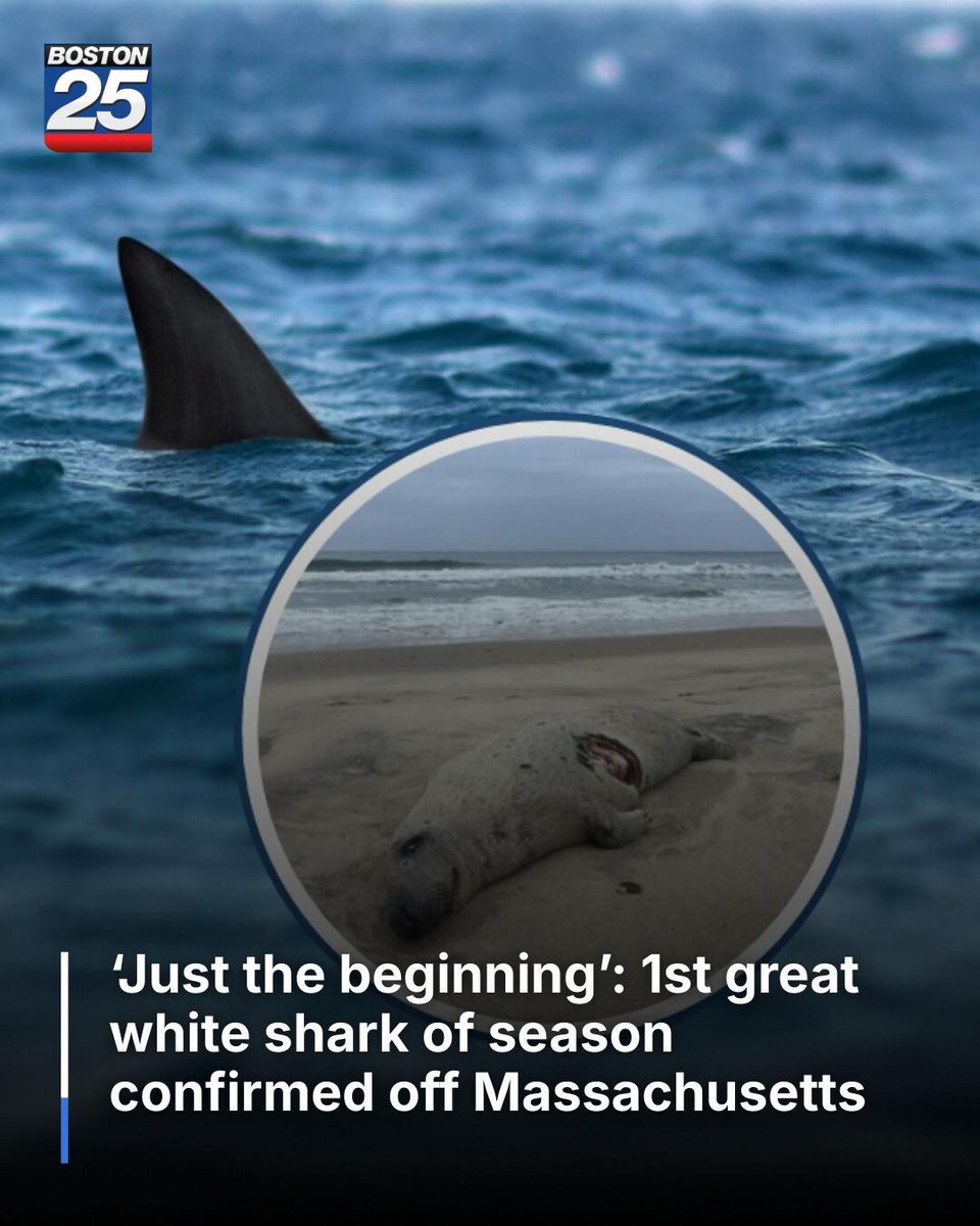🦈 Shark season is officially HERE. The first great white has