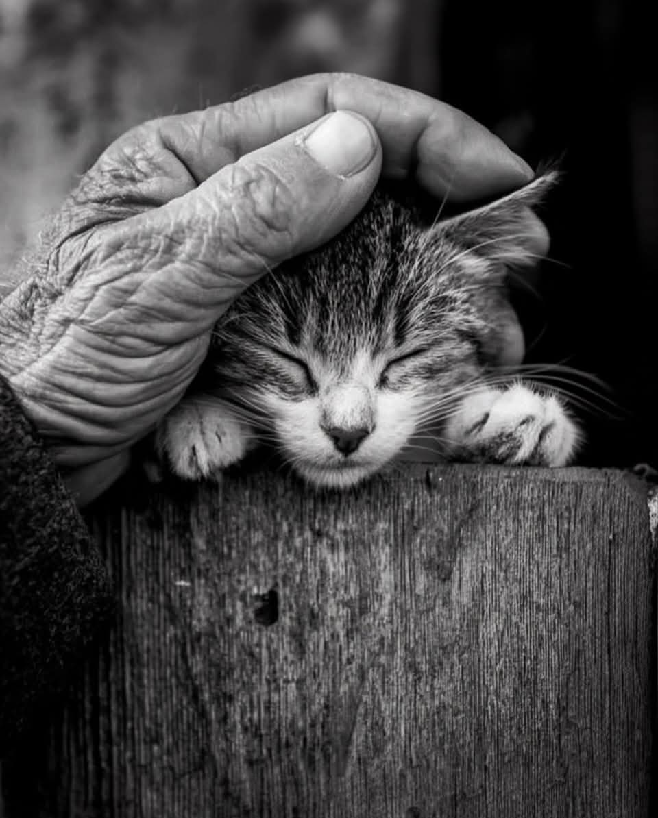 Daniele__Santoy's tweet photo. 🤍🖤🤍

               Escucha a tu alma...
        Es más vieja que tu corazón,
         Y más sabia que tu mente..."

. https://t.co/kB2yszC5Au