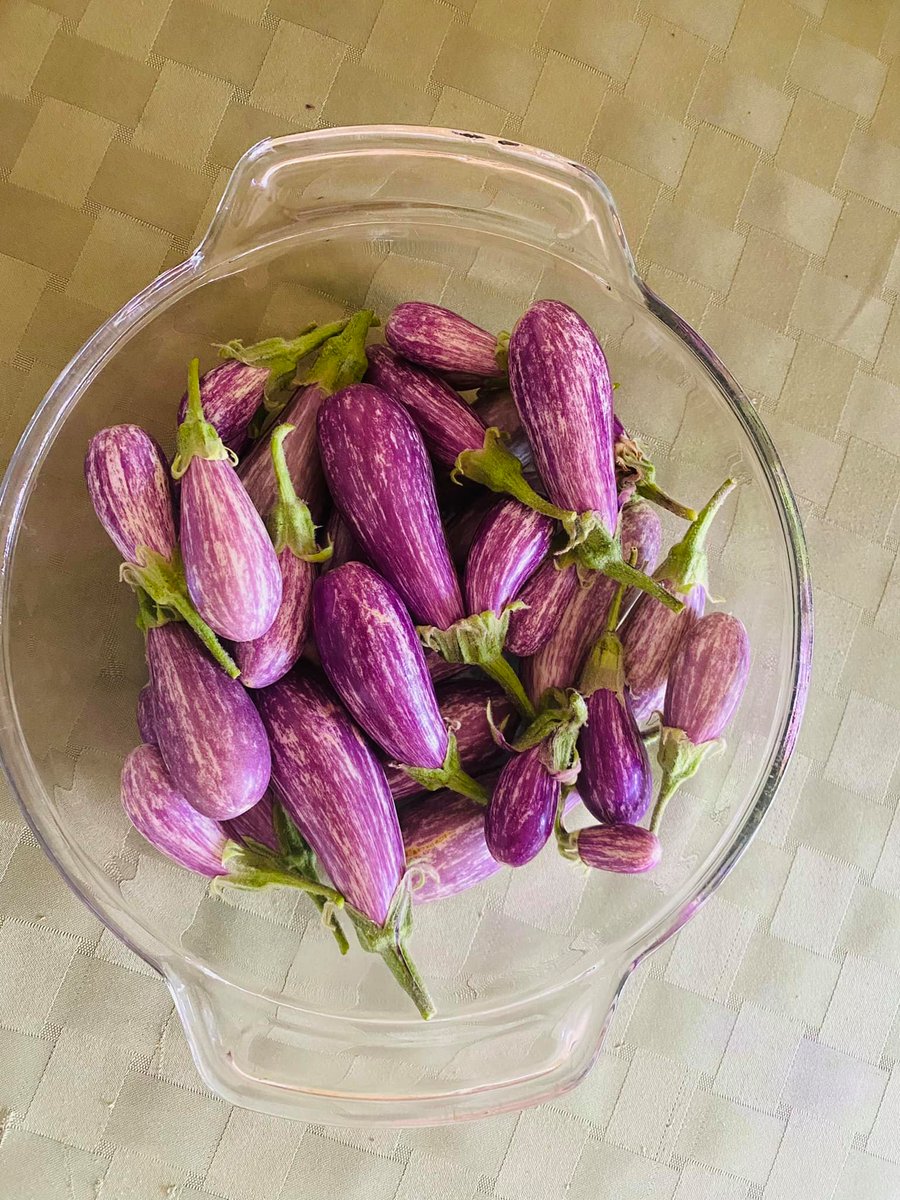 Viznyy's tweet photo. Farm-to-table... from 10 feet away! 🍆⚡

Just finished a 75-day indoor grow of Fairytale Eggplant in the @AeroGarden Farm 12XL. 
https://t.co/E8OEgDVIQZ https://t.co/ry1UGjEOMo