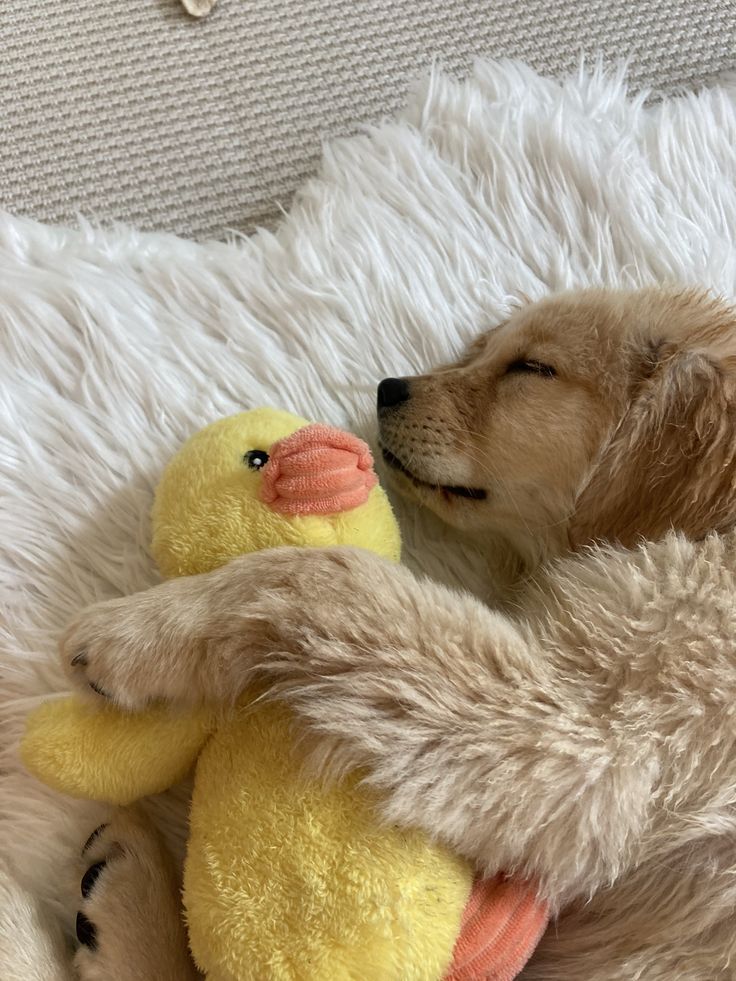 Doglover tweet media