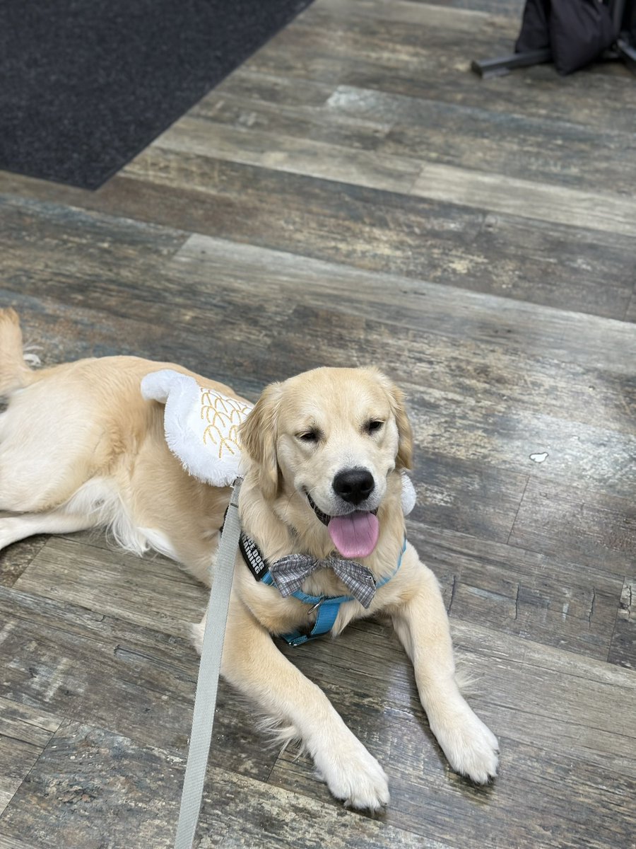 Thor Dog of Thunder (@ThorOdinDog) / Posts / X