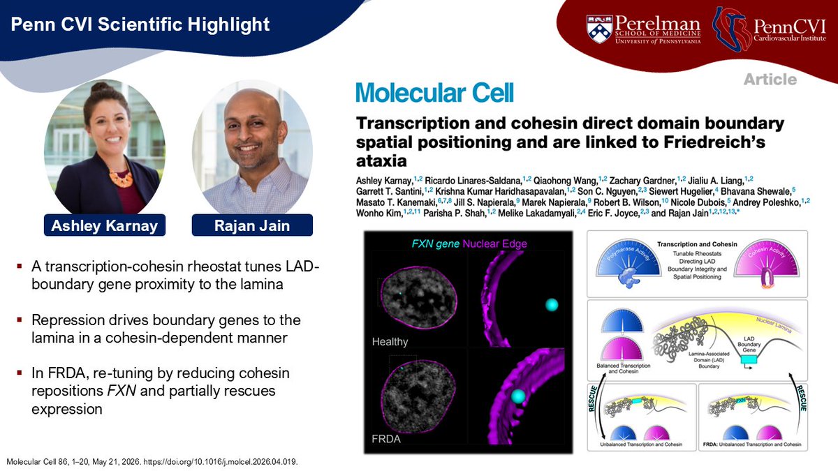 PennCVI's tweet photo. CVI's Highlighted #PapersoftheWeek!
https://t.co/r3AJUAehhN https://t.co/oc4vyd5UWd