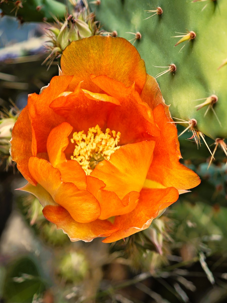 KatySnchez's tweet photo. Flor de tuna o nopal (Opuntia ficus-indica) de color naranja intenso. Sus frutos son los higos chumbos #flor #chumbera #hacerfotos #tuna https://t.co/rLziPaOq0R