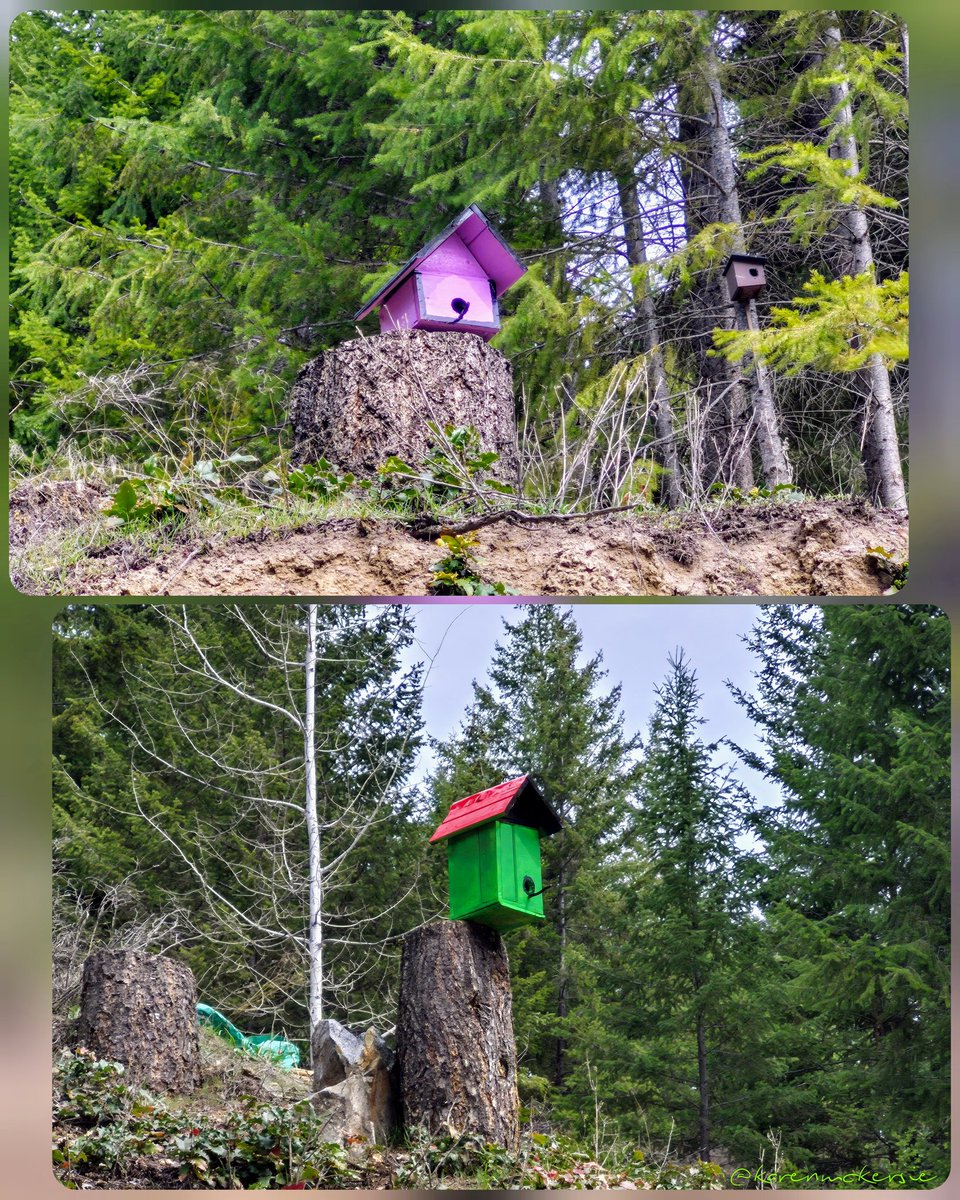 karenmckersie's tweet photo. 🌞🐦🏠 Good morning with our newly painted bird houses to welcome new guests for a cheerful Wednesday! 🌞🐦🏠 #Nature #BirdHouses #Mountainlife #NewPaint #Birds https://t.co/vCLWozV9Hm