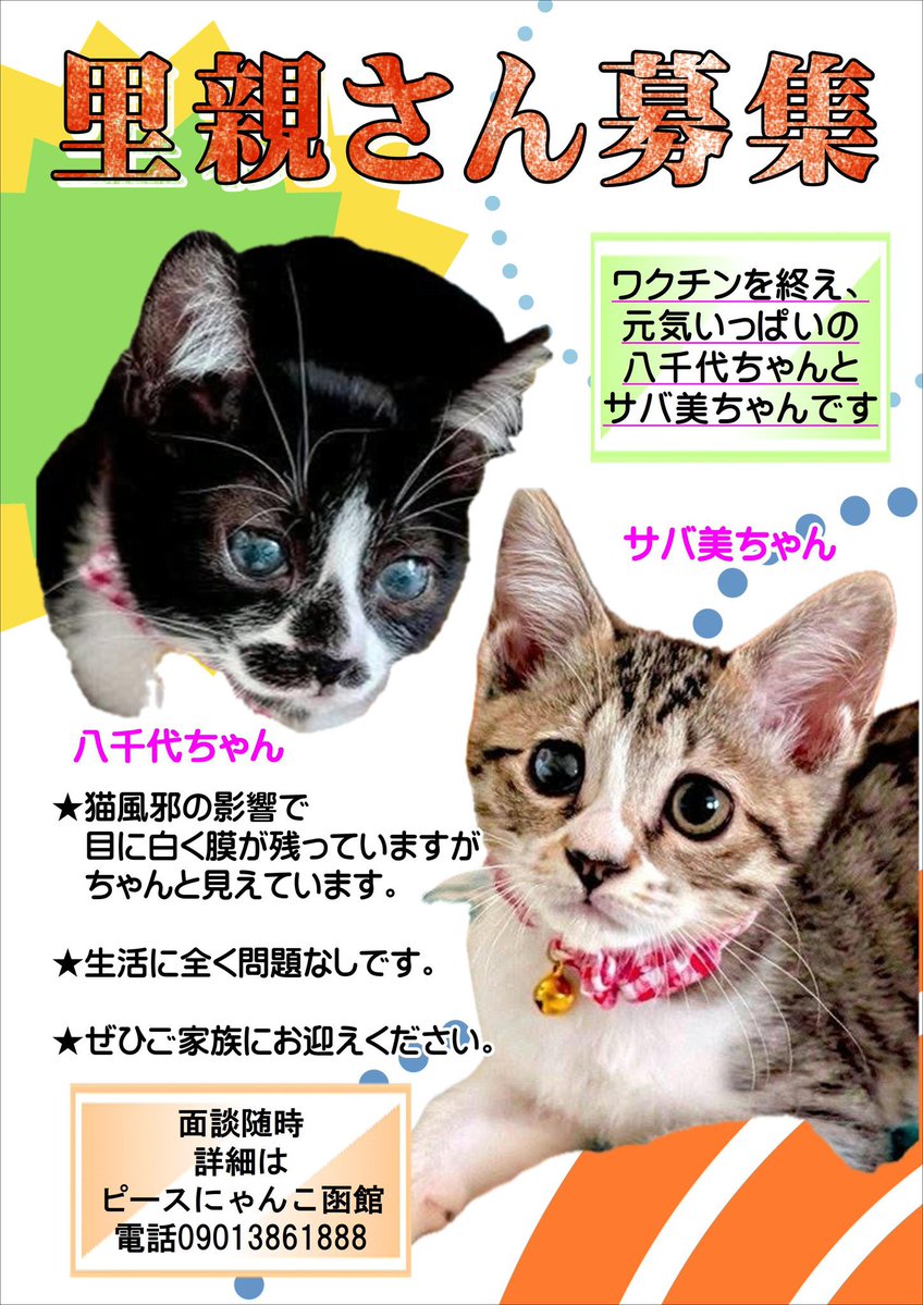 ピースにゃんこ函館@うめこBB tweet media