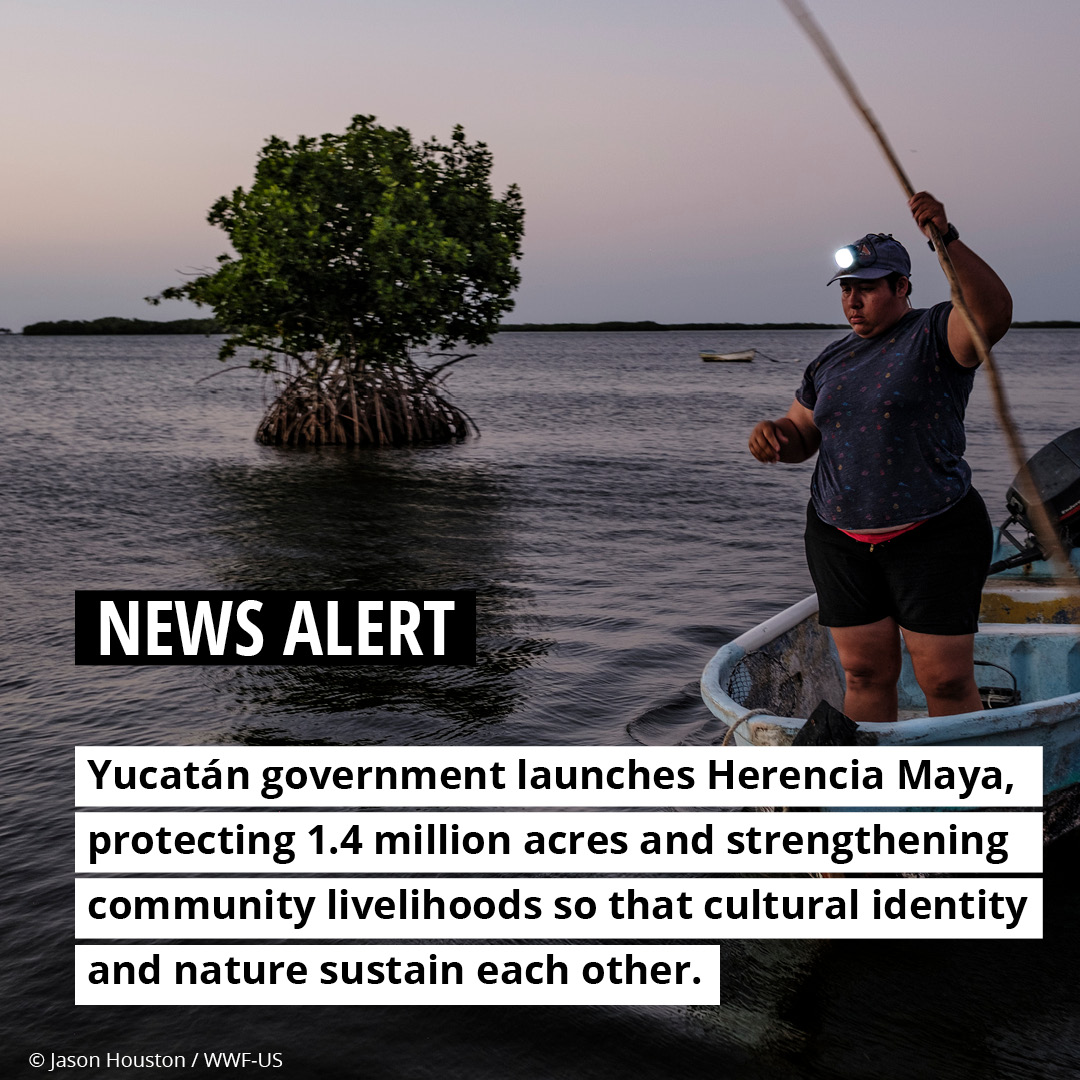 World_Wildlife's tweet photo. Today, we are excited to announce Herencia Maya, which permanently protects 1.4 million acres of Mexico’s Yucatán state. Read more: https://t.co/qIJ3BpP63b. https://t.co/F8MZdHzqp5