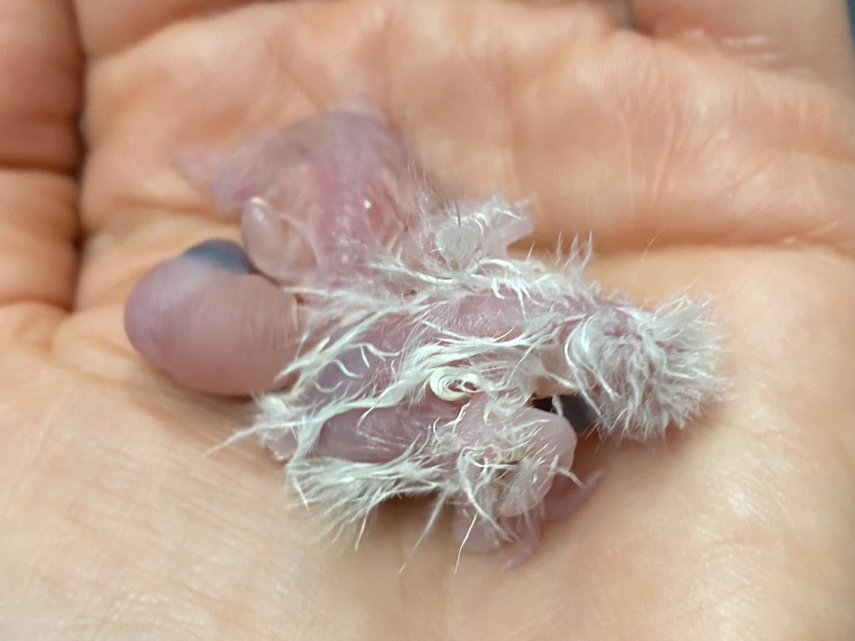 DominikaWalus's tweet photo. Dziś wykluta #nimfa #cockatiel ma rówieśniczkę do towarzystwa 🐥🐥 Właśnie wykluła się #AleksandrettaŚliwogłowa #PlumheadedParakeet https://t.co/OSUL1h4Ucg