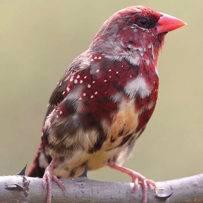 interesting_aIl's tweet photo. This bird is the beautiful strawberry finch!

It is unique due to their drastic seasonal transformation, where their dull colors turn bright red during breeding season and then back to a du https://t.co/IFQ1tOZj8i
