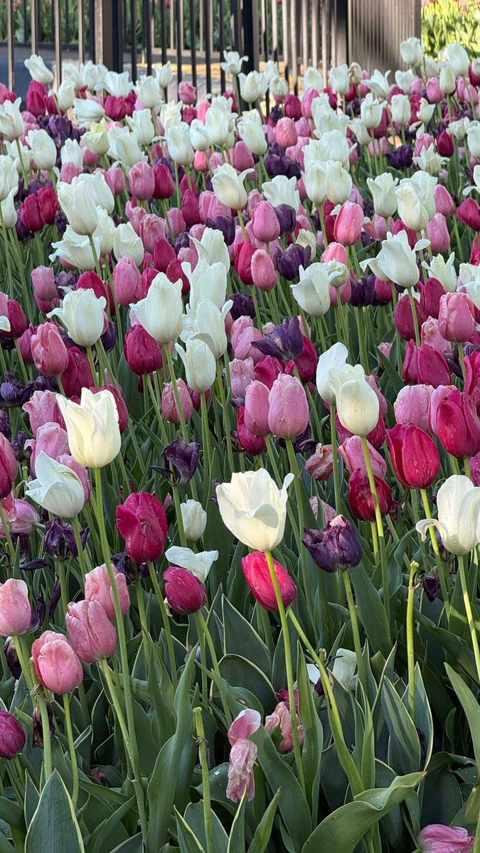 jeffersontours's tweet photo. Another great year at the Holland Tulip Festival!🌷🚍️ 
We saw the most beautiful flowers, enjoyed a cold but fun parade, learned about Dutch traditions and even made a new friend!🐔😂 

Thanks to these passengers for joining us! #TulipTimeFestival https://t.co/YK8TJvk5YX
