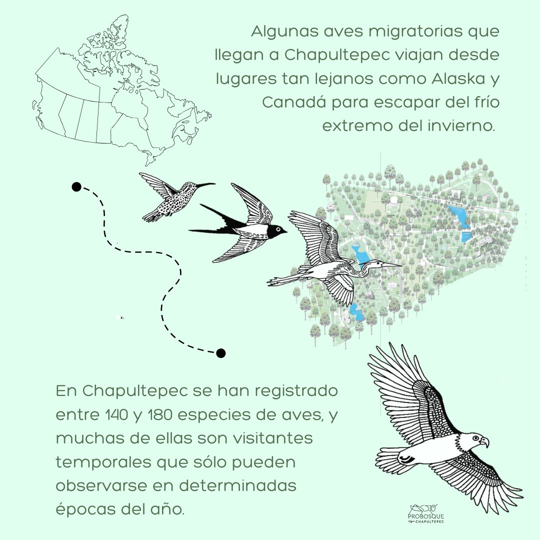Pro Bosque Chapultepec tweet media
