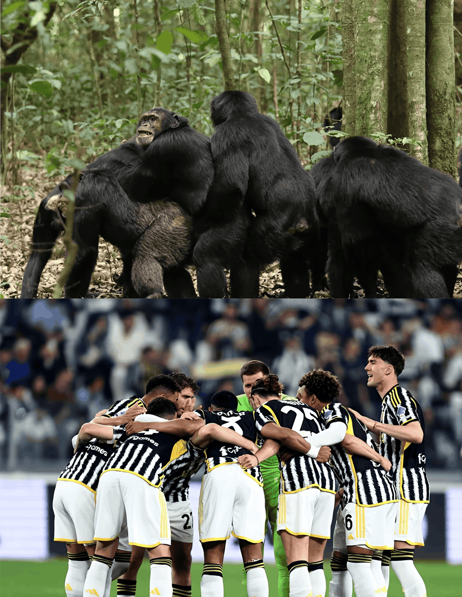 OriginsUnveiled's tweet photo. Brothers in Arms

Above: Male chimpanzees embracing prior to a skirmish with a rival group, where physical contact communicates ally presence, which reduces fear and maintains coalitional integrity under threat.

Below: The same ancestral circuitry being activated in a ritualized manner during a men’s sports huddle.