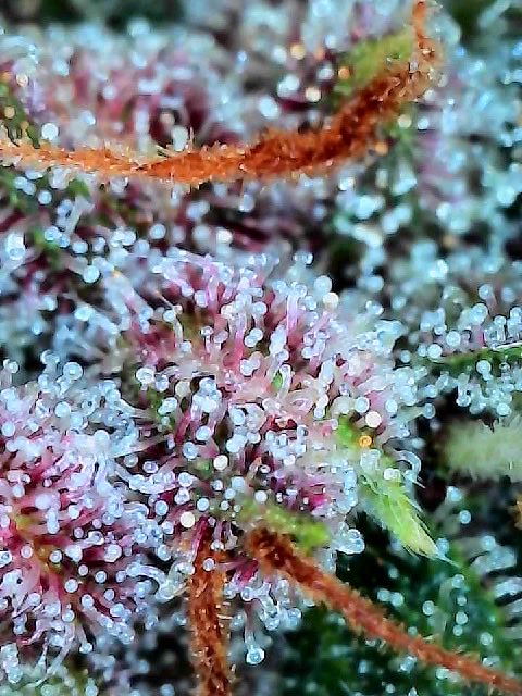 Finaillevel's tweet photo. Thic &amp; Sticky @SeedsmanSeeds @spiderfarmerled @gaiagreenbags
#organicgrowth
#bignaturals #thic #colas #marijuana #WeedLovers #420community #ChinaVisit #Trump #terpene #weed #sticky
@HIGH_TIMES_Mag #maha #Starship #USA #life #nature
#Peacemaker #frosty #alien #plant #moon #rock https://t.co/Kv8QLCFGPL