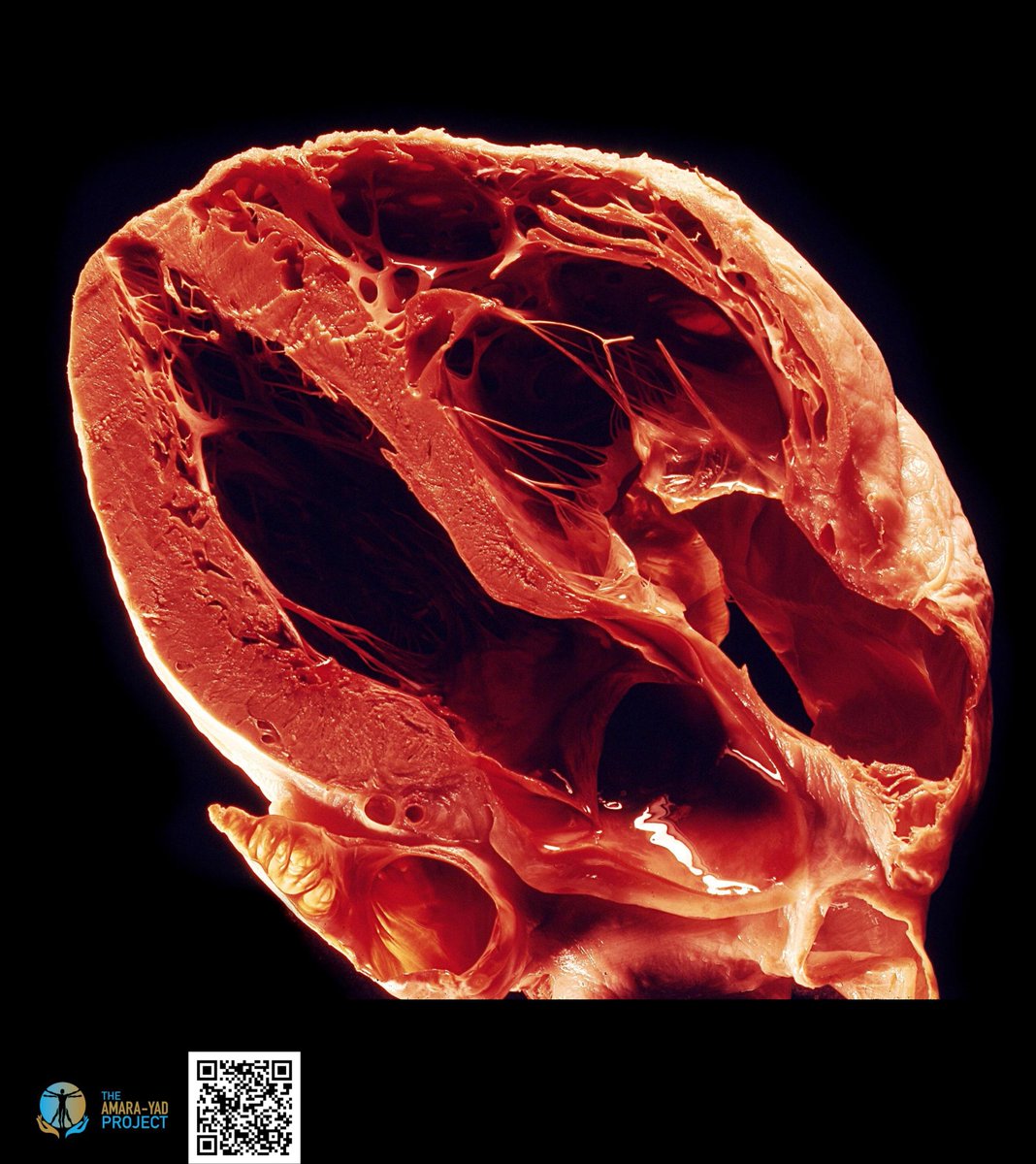 JACC Journals tweet media