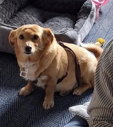 millypod1's tweet photo. 🆘11 MAY 2026 #Lost Fifi #ScanMe
Corgi Cross Female
Alexandra Park #Greenhill #GreaterLondon
#SouthHarrow #Northolt #HA2
Seen around Northolt Lesiure Centre
https://t.co/ERz50UmBvm https://t.co/dnXsRqlE6Z