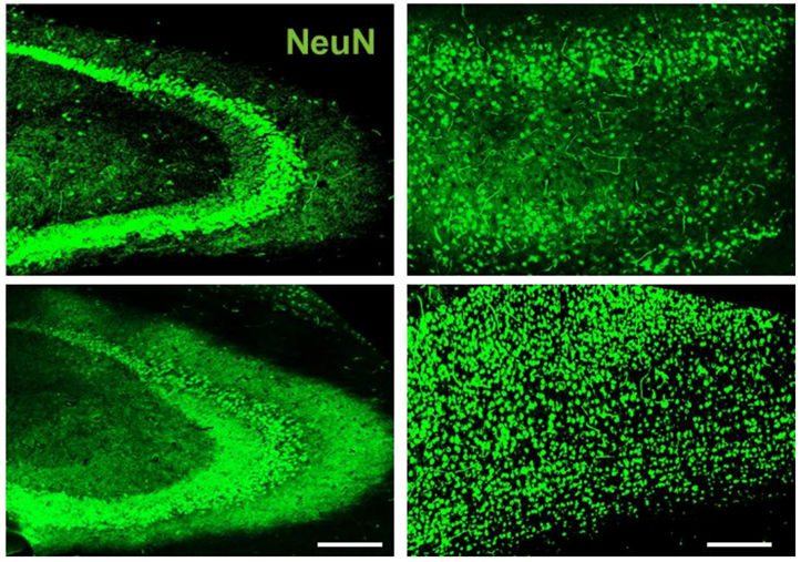 Neural Cell News tweet media