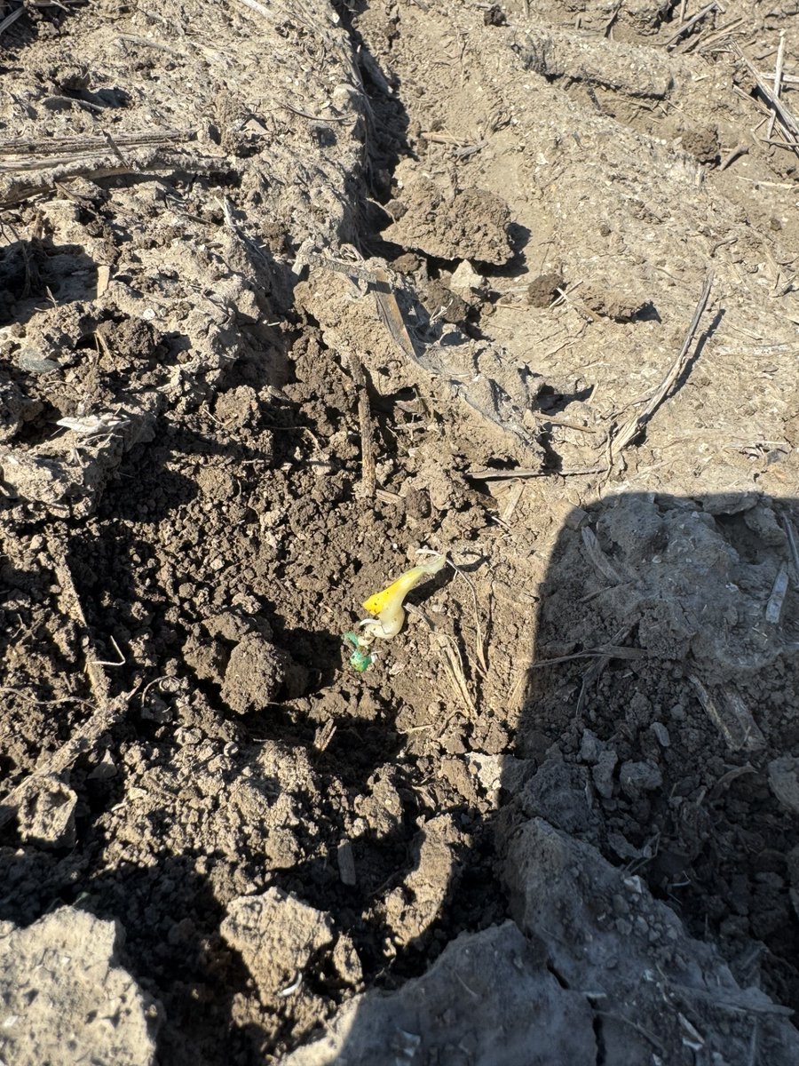 ISU Crop News tweet media