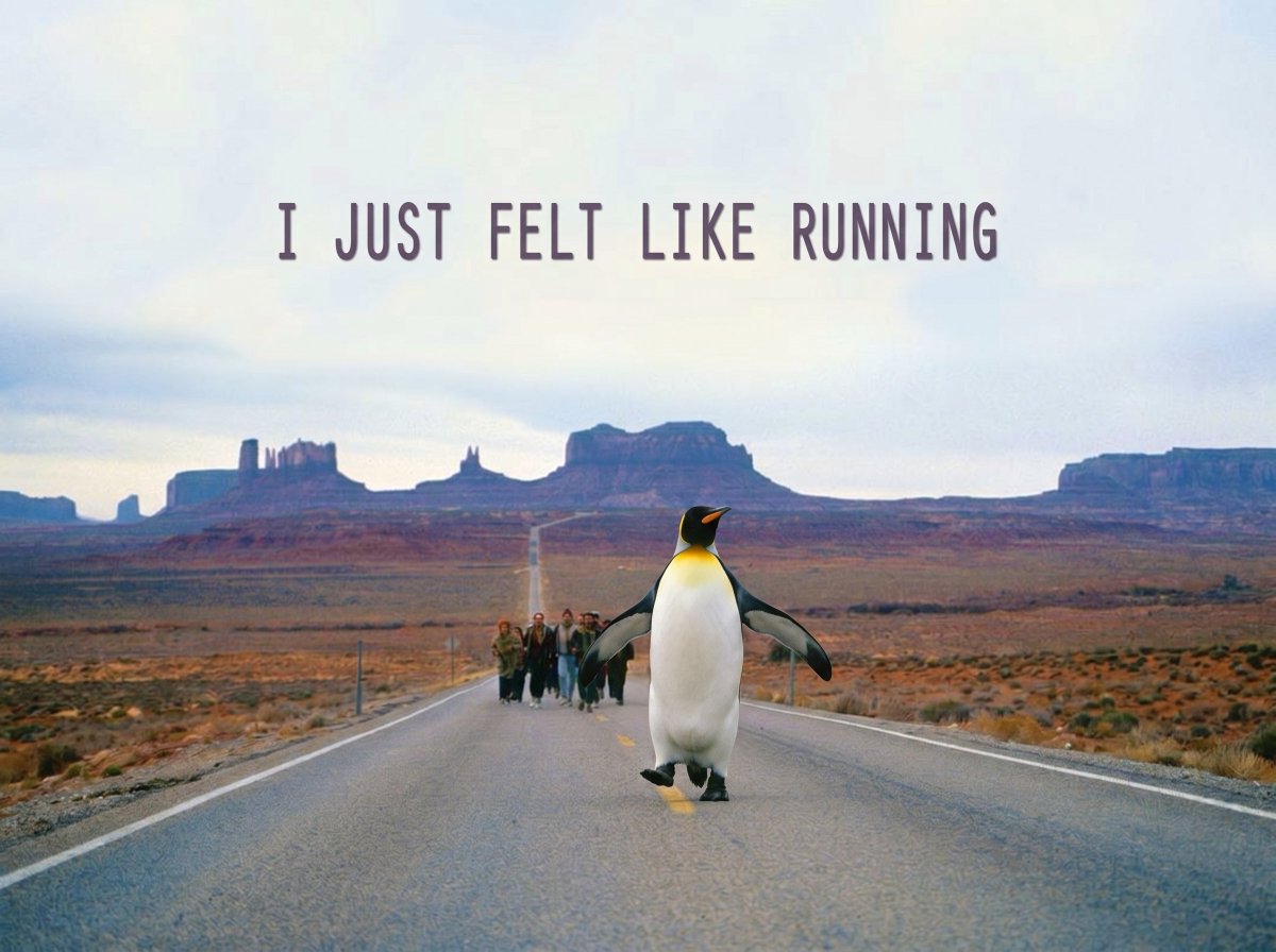 RUNNER PENGUIN tweet media