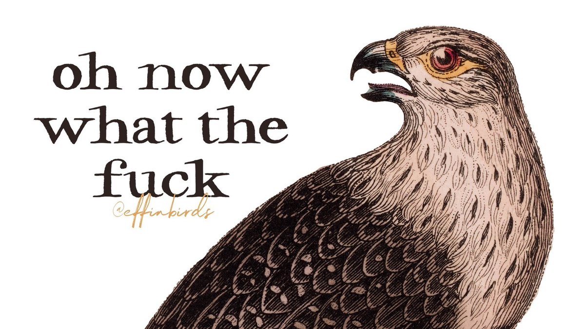 Effin' Birds tweet media