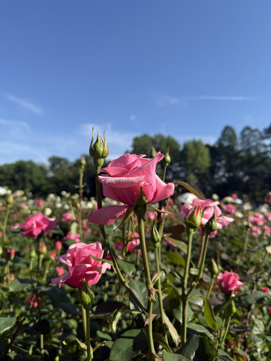 クロエ🌸ヘタコン全部🌏Revoコン全部⛓️ tweet media