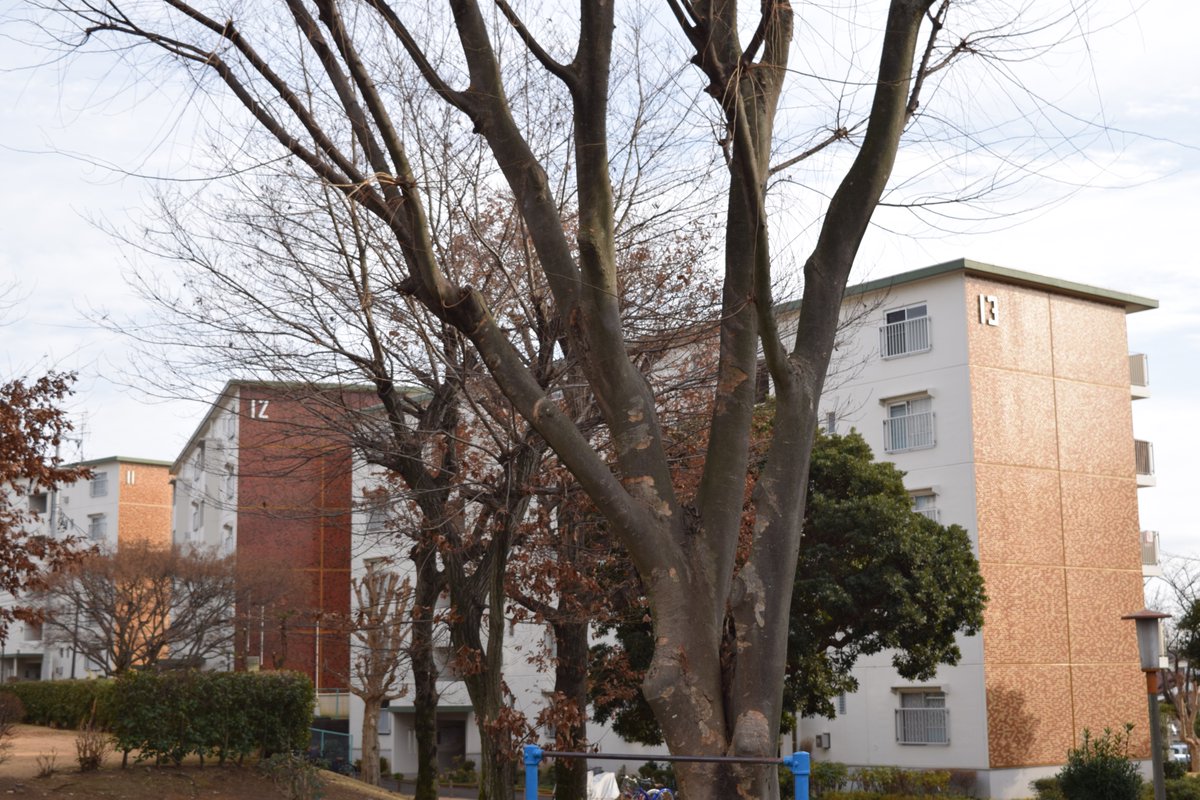 公団ウォーカー 照井啓太 tweet media