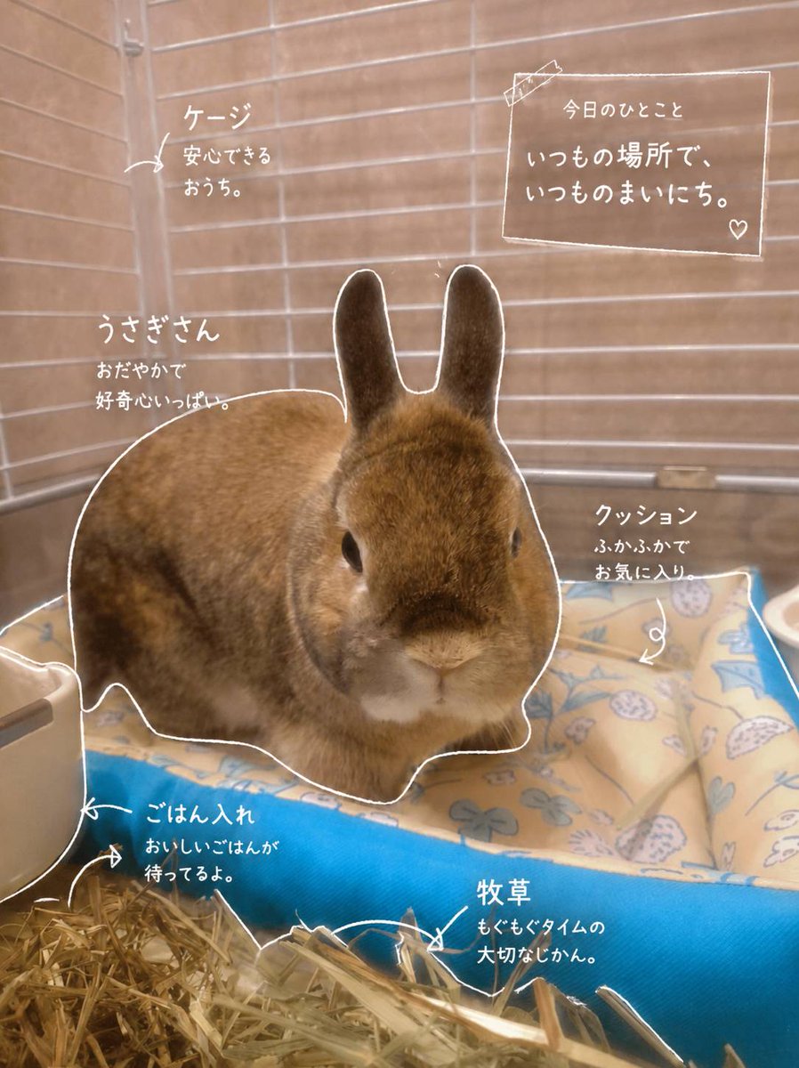 うさぎ