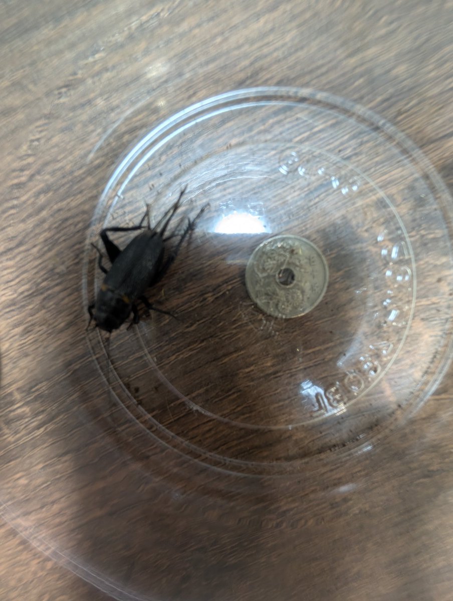うちのヌッコがすごく一点を見つめてるから何かと思ったら特大サイズの