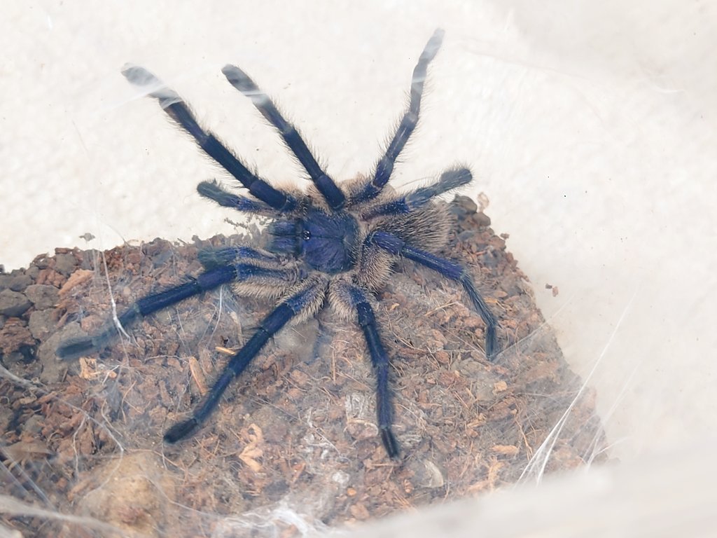 flusml's tweet photo. ソコトラアイランドブルーバブーン
Monocentropus balfouri 

2024 国内CB 最終脱皮2026年5月
雄出ました
雌持ってる人いれば送りますのでお気軽にDMください https://t.co/1WQ0ZvhbXT
