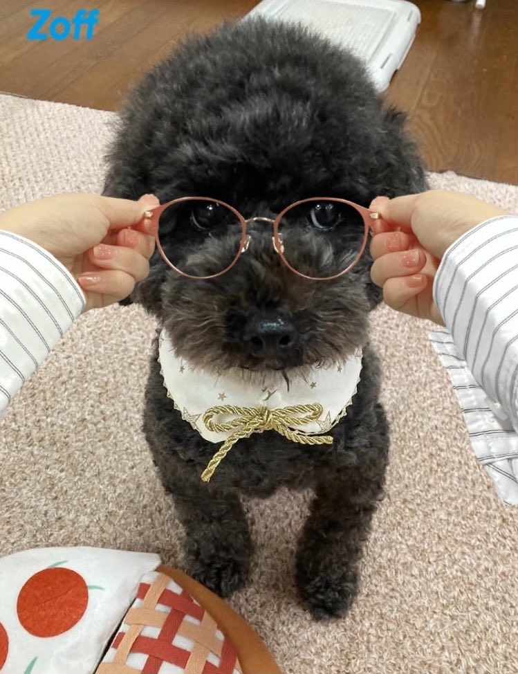 AdorableOscar's tweet photo. ぎゃわいいいいい https://t.co/UuKvnEg3Ka