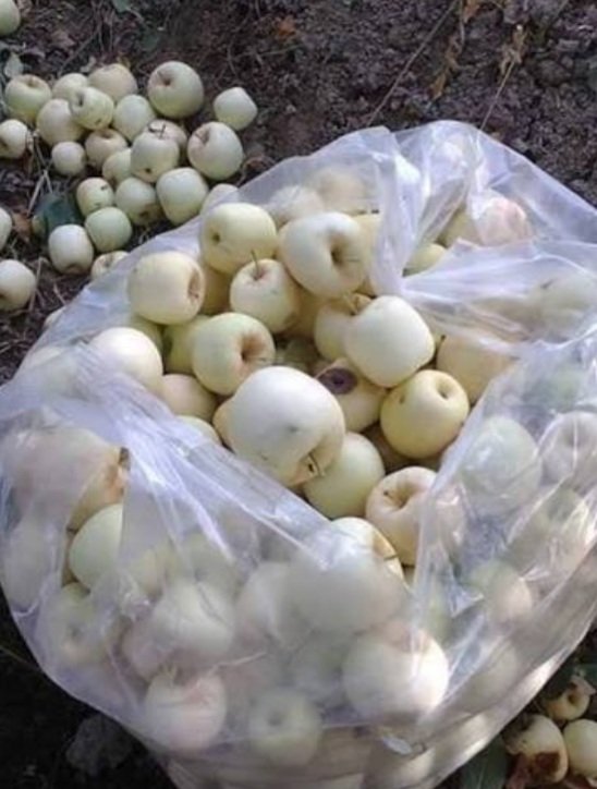 safaa_1973's tweet photo. حاليا في بغداد 
التفاح الأبيض الابراهيمي 
التفاح الأبيض الشرابي 
والمشمش القيسي 
جميع فواكهنا هيا عشائريا ايضا 
وفرق الأبراهيمي عن الشرابي 
هو الاول صلب والثاني هش https://t.co/Qd30DmXGLB