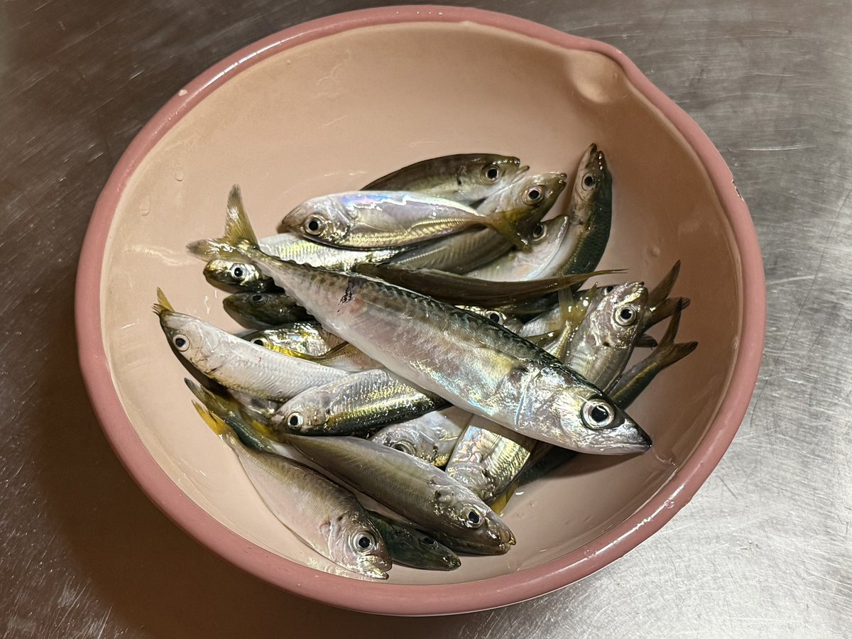 taavoice's tweet photo. さっき釣ってきたちっちゃいアジ、イワシ、サバを南蛮漬けに！美味し糧すぎるわ…🤤 https://t.co/uE1j36ZO0M